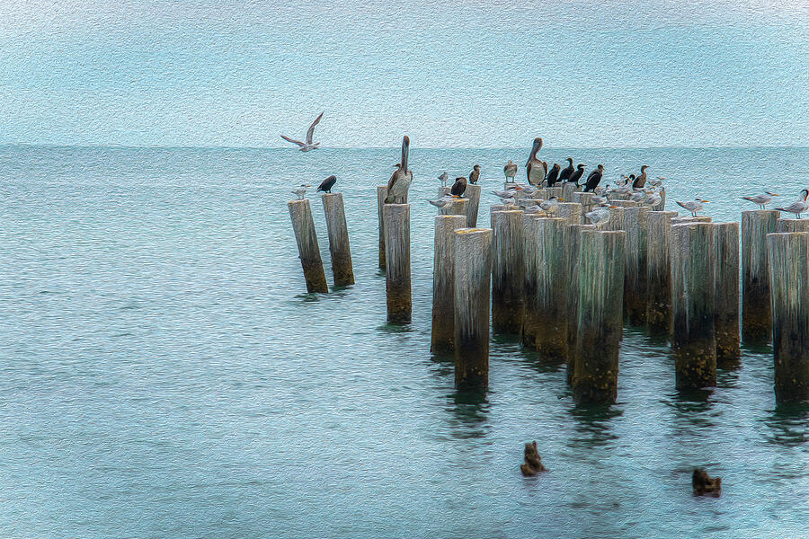 Birds on Pilings Photograph by Debra Kewley