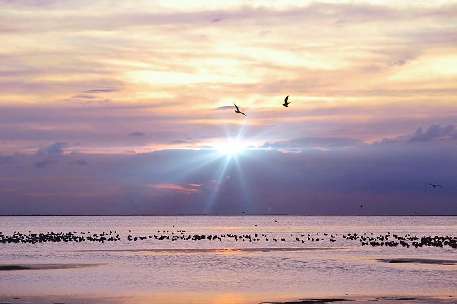 Birds On The Bay At Sunset Photograph by Gaby Ethington