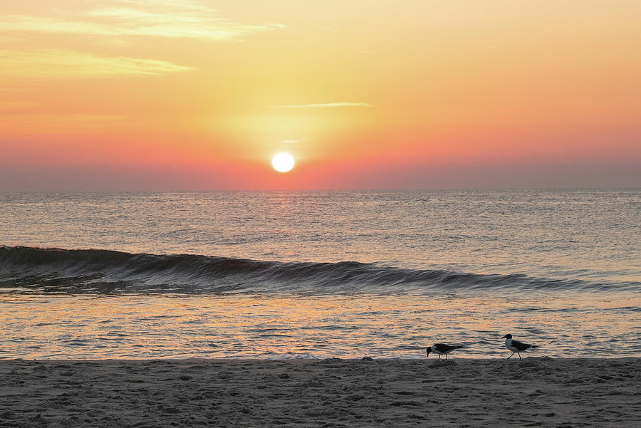 Birds on the Beach at Sunrise Photograph by Matthew DeGrushe