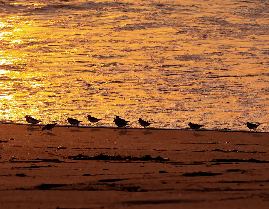Birds on the Beach at Sunset Photograph by Lisa Malecki