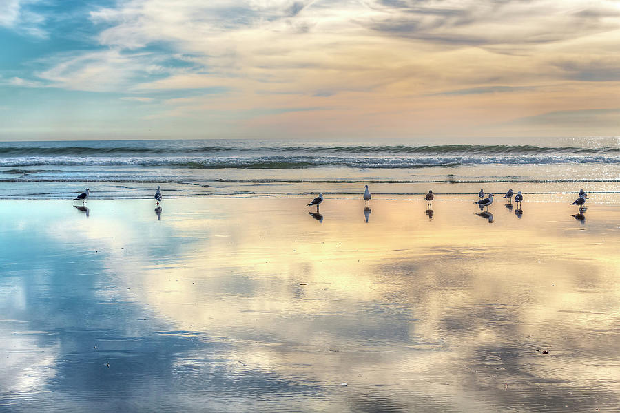 Birds on the Beach PH Photograph by Alison Frank