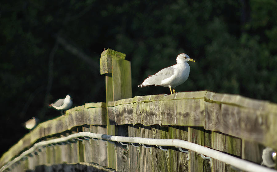 Birds on the fence Photograph by Buddy Scott