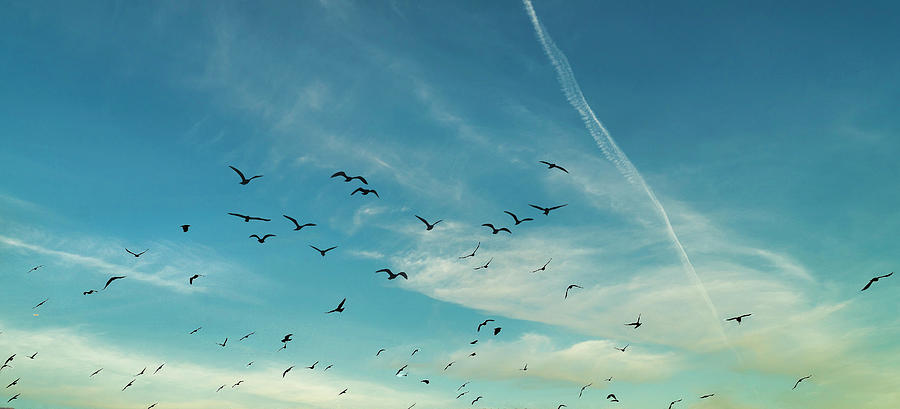 Birds On The Sky Photograph