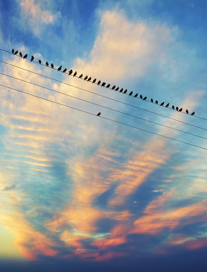 Birds on the wire Photograph by Sean Gladwell