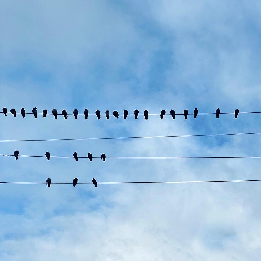 Birds On Wire Photograph by Julie Gebhardt