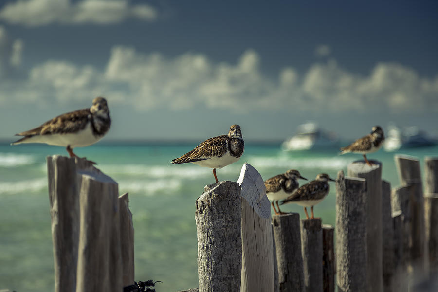 Birds on wooden posts, Isla Mujeres, Mexico Photograph by Aleksei Grigorev