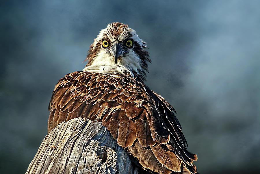 Birds - Osprey - The Look  Photograph by HH Photography of Florida