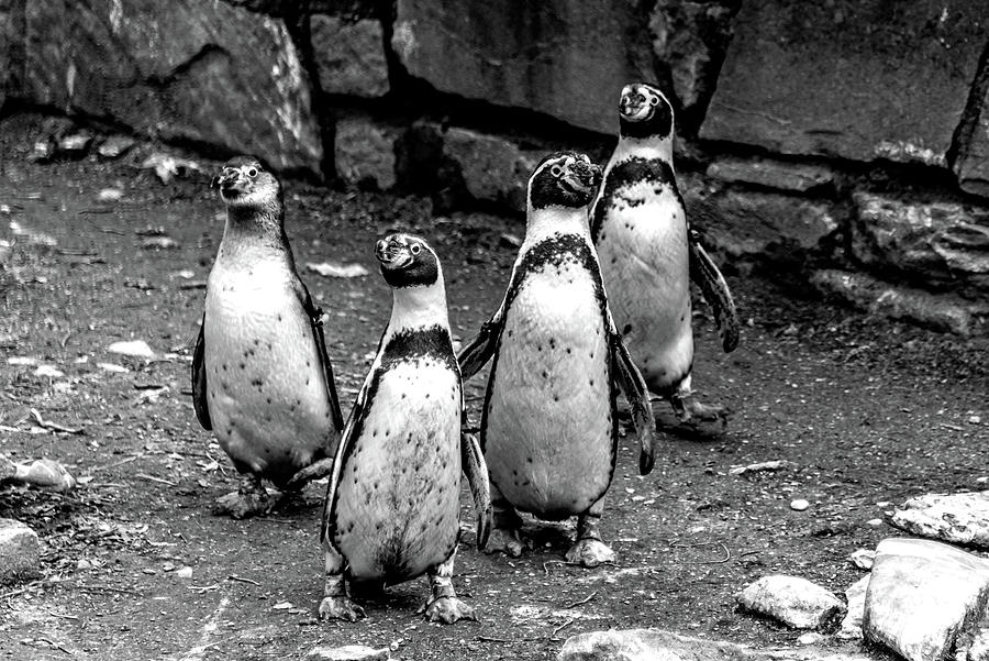 Birds, Penguine Philadelphia, Zoo Photograph by Louis Dallara