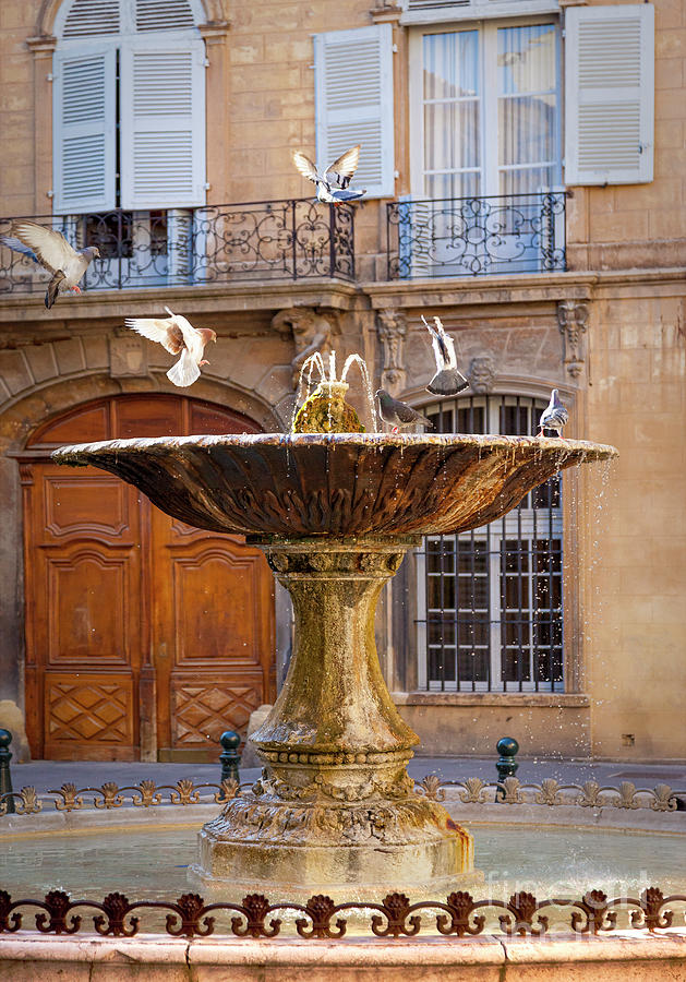 Birds Playing - Provence France Photograph