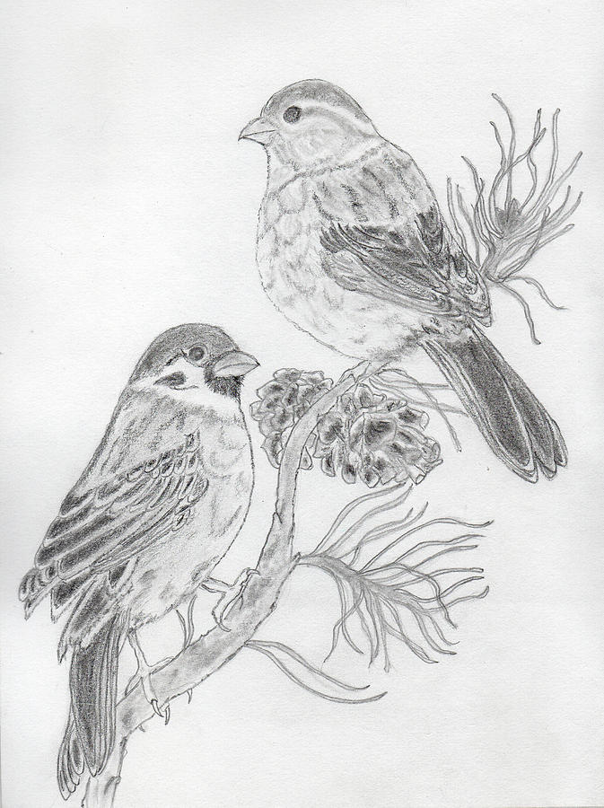 Sparrow Pencil Drawing, Printable Sparrow Bird, Bird Illustration, Garden  Bird, Bird Art, Sparrow Wall Art 3511 INSTANT DOWNLOAD - Etsy