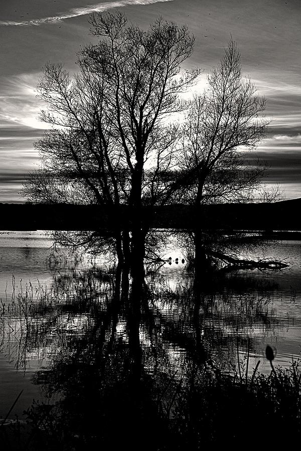 Birds Reflecting Photograph by Steven Caldwell - Fine Art America