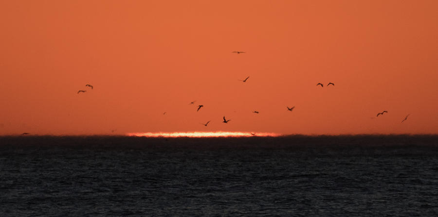 Birds Rescuing the Drowning Sun Photograph by Alex Lapidus