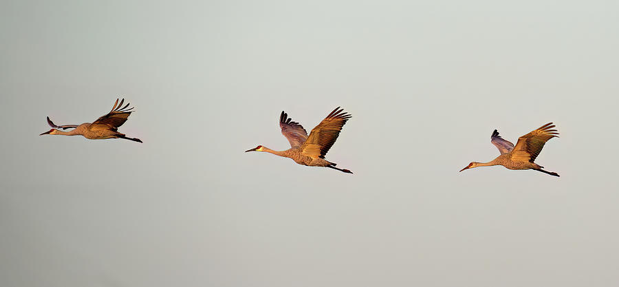 Sandhill Cranes in Flight Photograph by Flinn Hackett