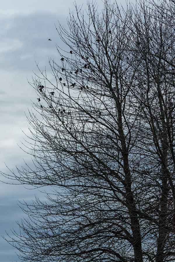 Birds Settling Into a Tree Late on a Winters Afternoon Photograph by Belinda Greb