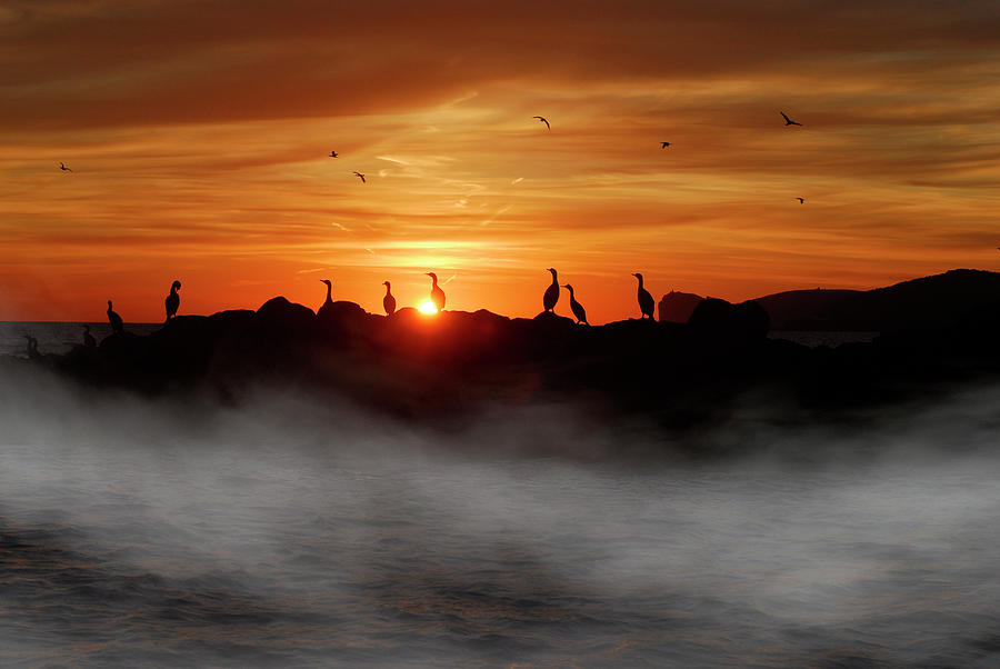 Birds silhouette on the fog sunset  Photograph by Severija Kirilovaite