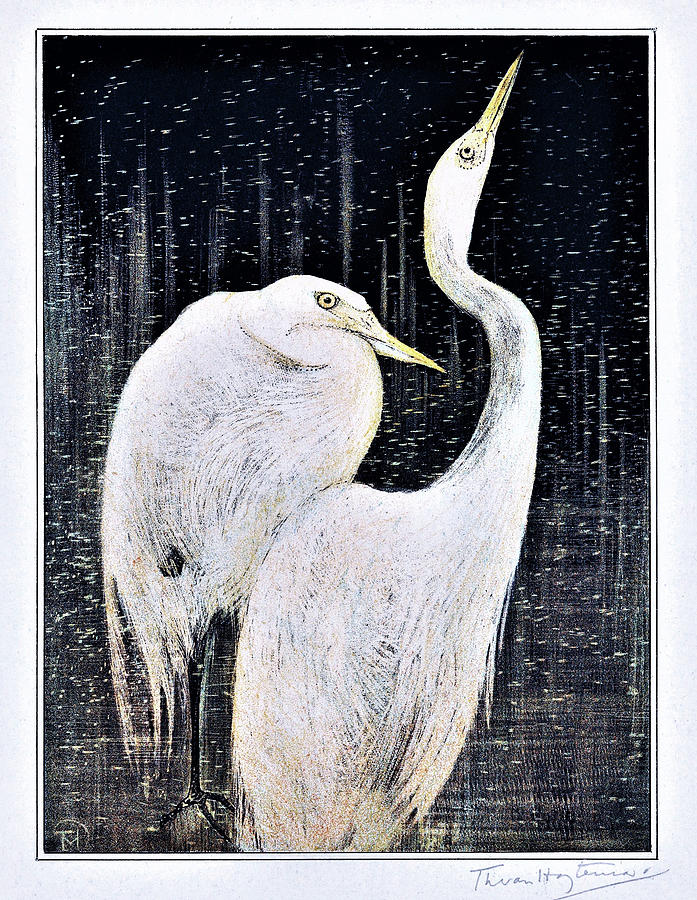 Birds - Two Egrets - Digital Remastered Edition Painting by Theodorus van Hoytema