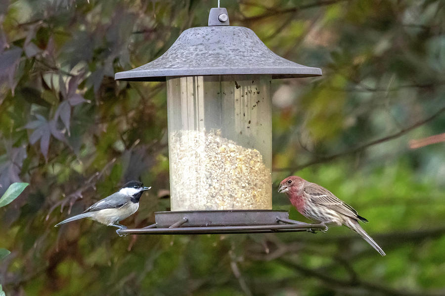 Birds Visit to Feeder Photograph by Dorothy Cunningham