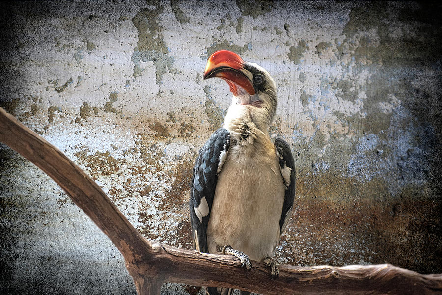 Birds-von Der Decken Hornbill Photograph