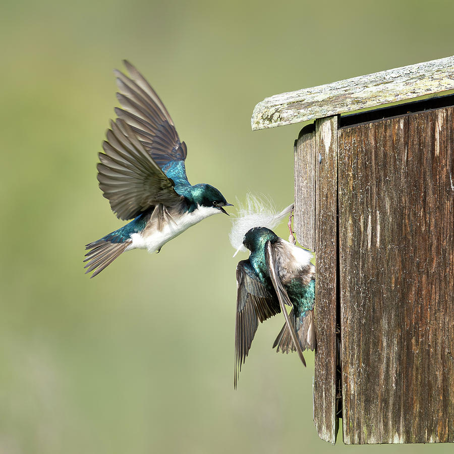 Birds with a Feather - Tree Swallows Photograph by Steve Dauphinais ...