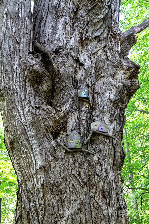 Birdsong Fairy Trail 34 Photograph by William Norton