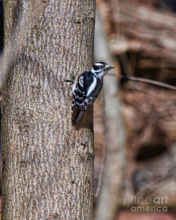 Birdwatcher Downey Woodpecker Photograph by Paul Ward - Fine Art America