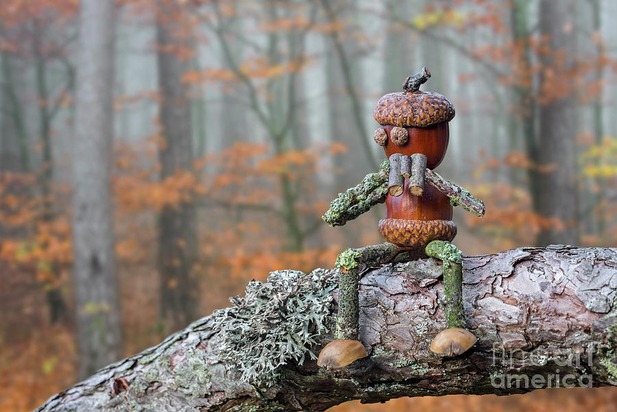 Birdwatcher in Fall Woodland Photograph by Arterra Picture Library