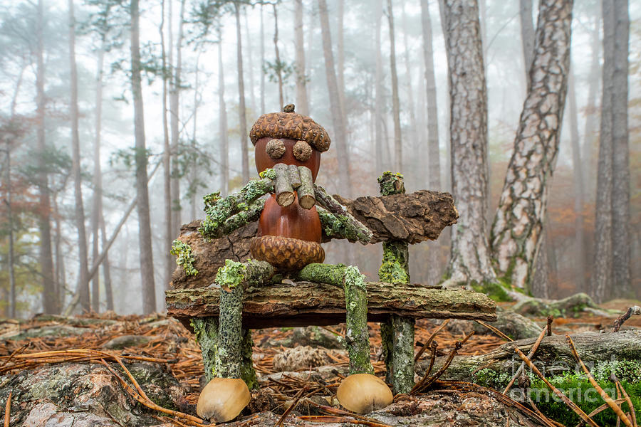 Birdwatcher on Bench in Forest Photograph by Arterra Picture Library