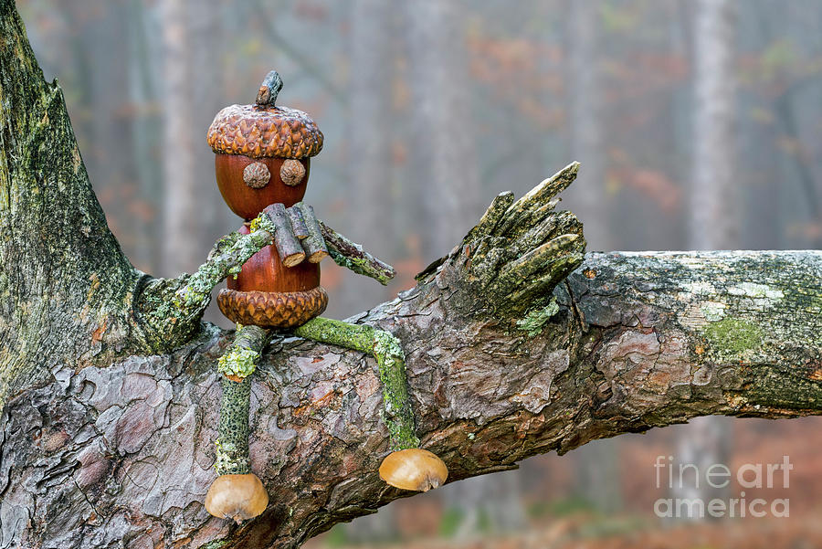 Birdwatcher Sitting on Branch Photograph by Arterra Picture Library