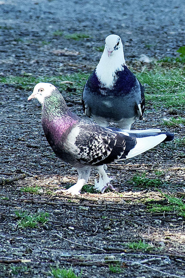 Birmingham Roller Pigeons in Spring at Treaster Family Pond in Visalia, California Photograph by Ruth Hager