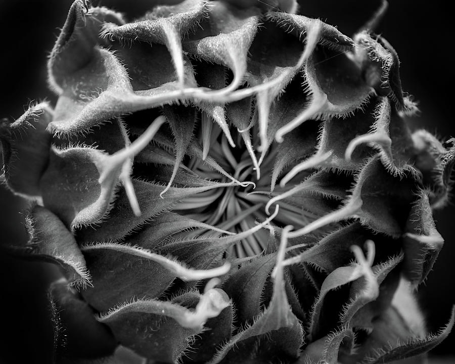 Birth Of A Sunflower Photograph by Ron Weathers