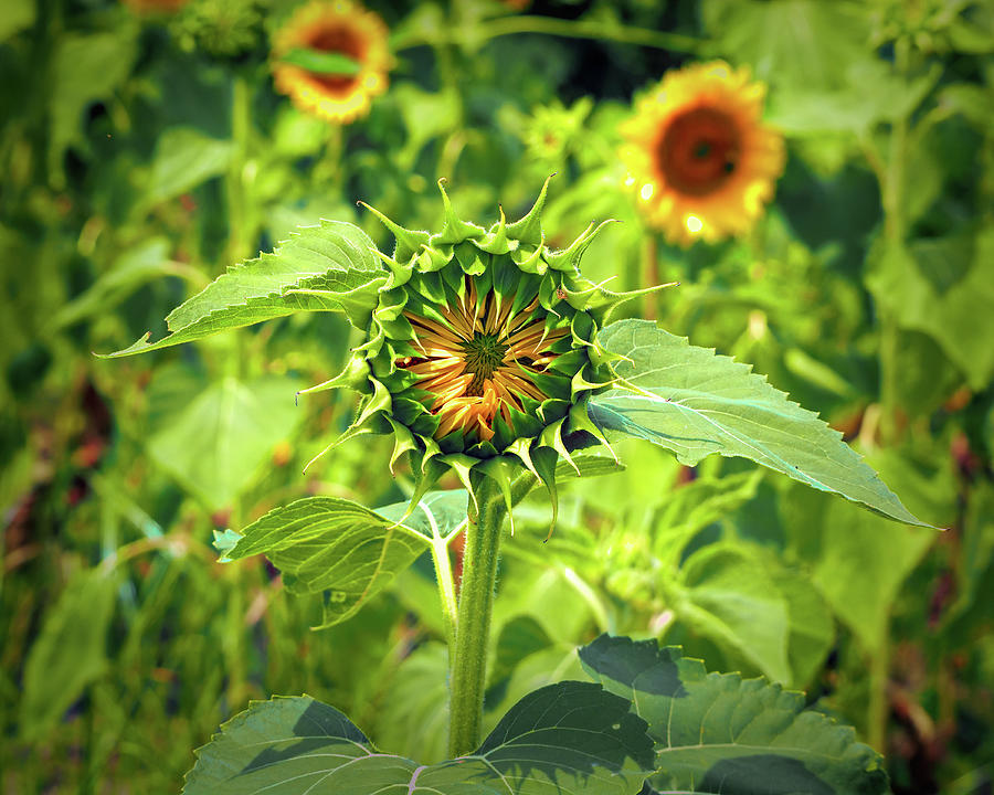 Birth of a Sunflower Vignette Photograph by Bill Swartwout