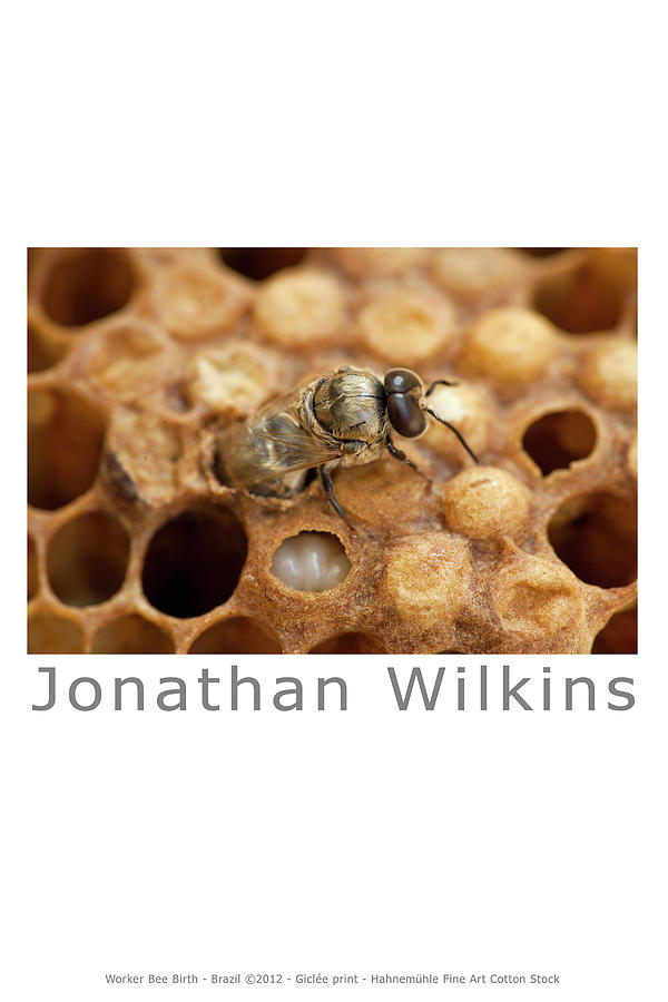 Queen Photograph - Birth of a worker bee by Jonathan Wilkins