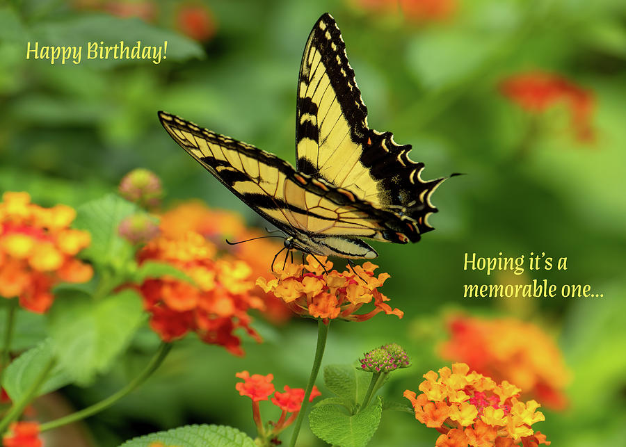 Birthday Butterfly Photograph by Marcy Wielfaert