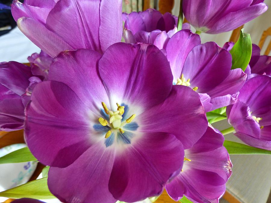 Birthday Tulips Photograph by Amelia Racca