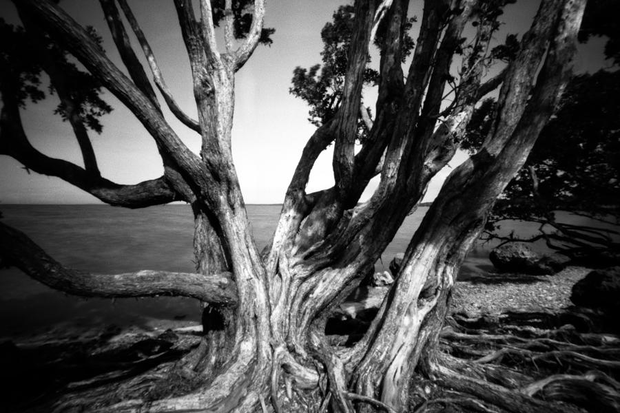Biscayne Np Tree Photograph