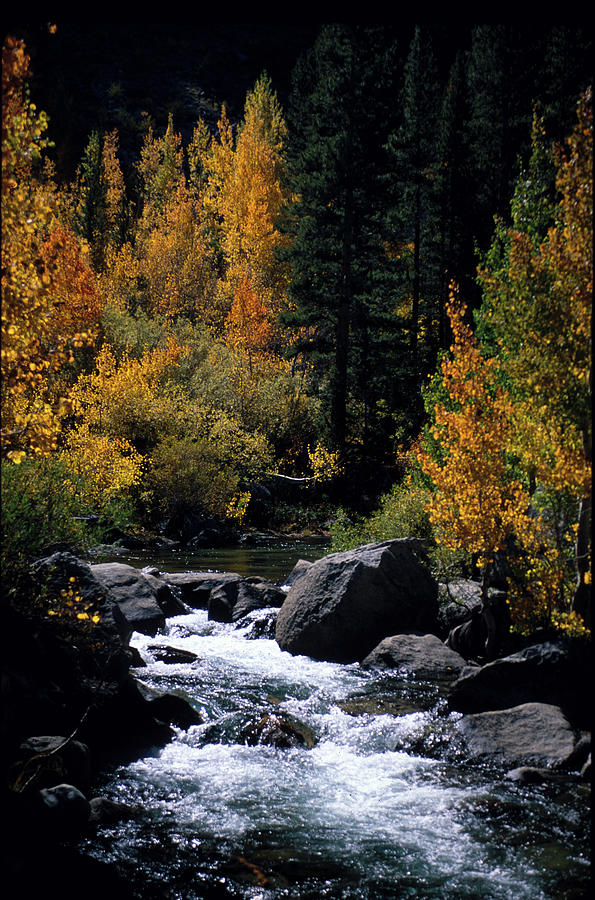 Bishop Creek, Bridgeside, Bishop, Eastern Sierra, California Photograph by Bonnie Colgan