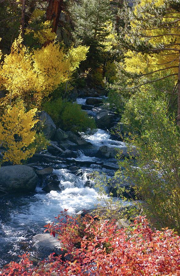 Fall Color and Sun Rays on Bishop Creek  Photograph by Bonnie Colgan
