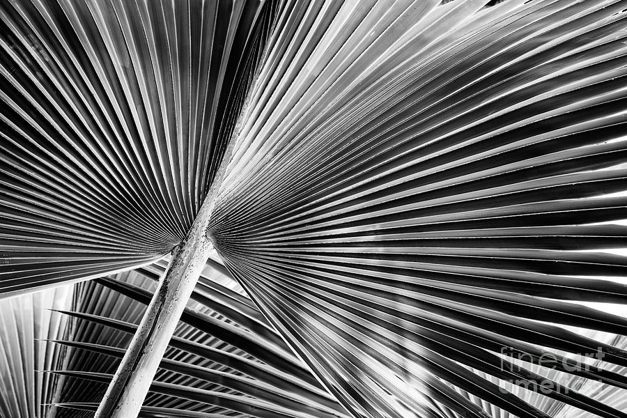 Bismarck Palm  Photograph by Tim Gainey