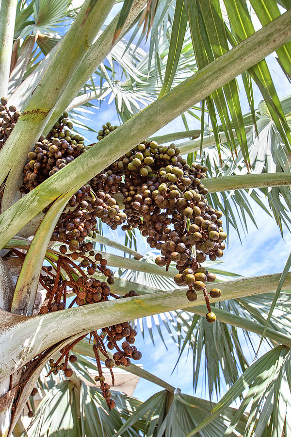 Bismark Palm Tree Seedpod Photograph By Christina Carlson Fine Art America 2435