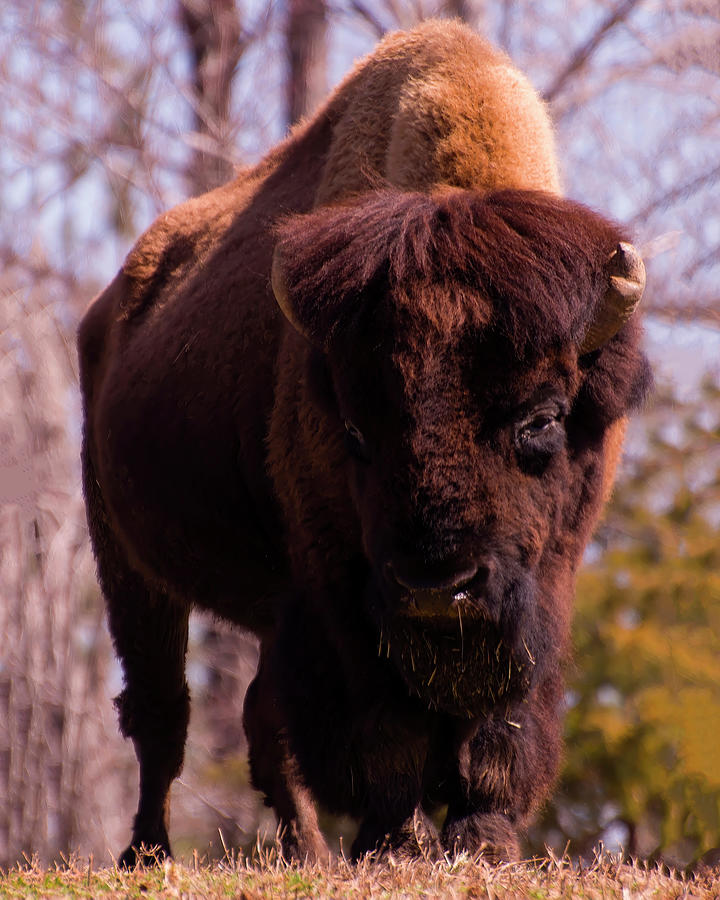 Bison 00 Photograph by Flees Photos