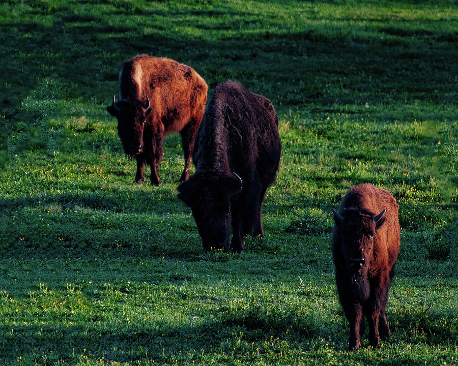 Bison 02  Photograph by Flees Photos