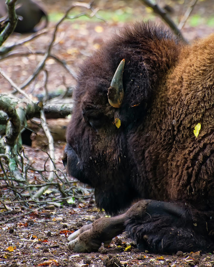 Bison 03 Photograph by Flees Photos