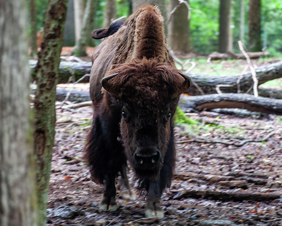 Bison 04 Photograph by Flees Photos