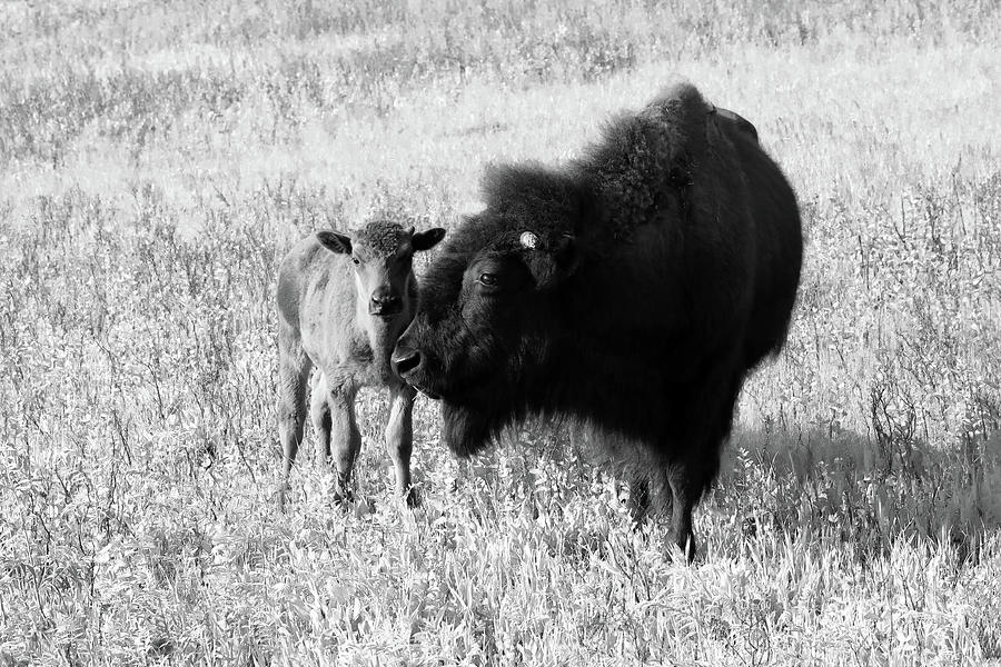 Bison 10A Photograph by Sally Fuller