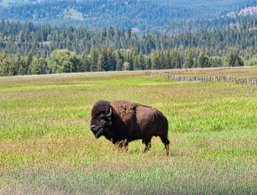 Bison 2 Photograph by Joe Granita