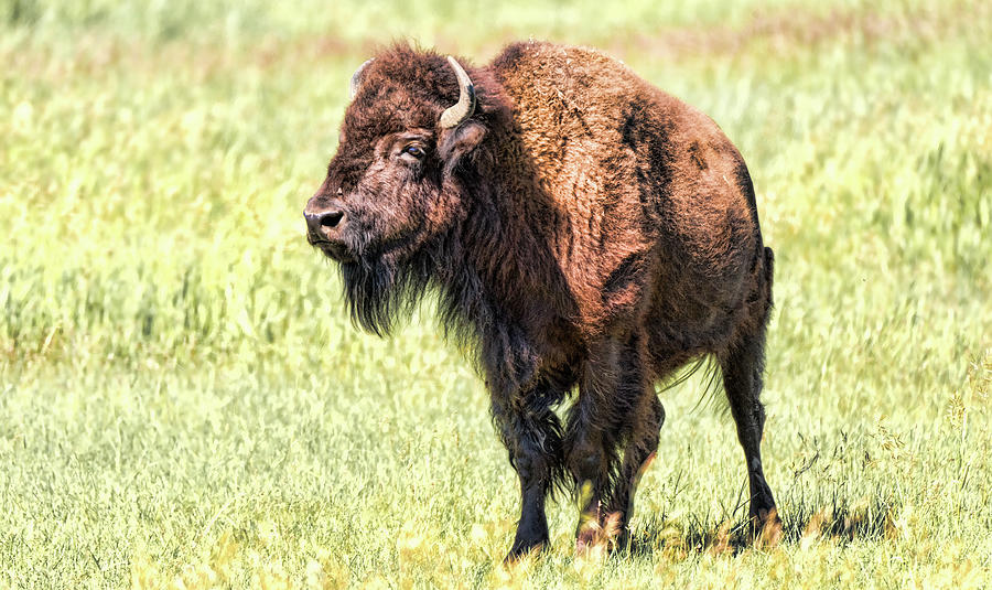 Bison 3 Photograph by Joe Granita