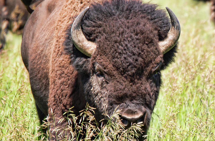 Bison 5 Photograph by Joe Granita