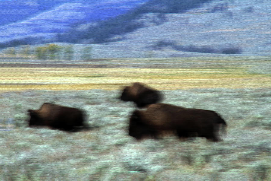 Bison 5B Photograph by Sally Fuller