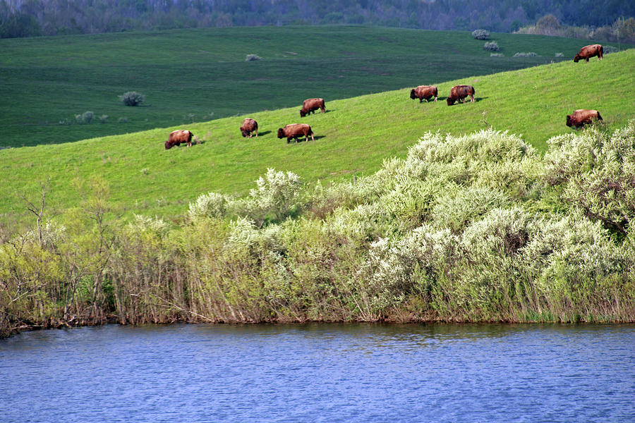 Bison Across the Pond Photograph by Angela Murdock