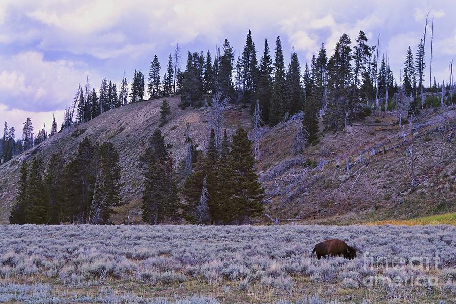 Bison Alone in Yellowstone Photograph by Randy Pollard
